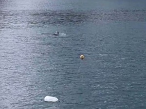 Marmara Denizi nde Akdeniz foku görüldü