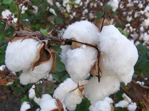 Güneydoğu da pamuk ekimi yüzde 75 azalabilir