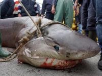 Marmara'da 1 tonluk dev köpek balığı yakalandı
