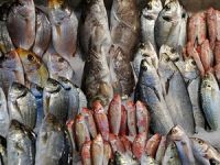 İstanbul'da balık "e-mezatla" satılacak